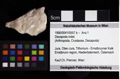 Foto (Objket + Etiketten) von Decapoda indet. 